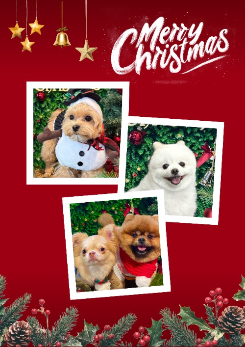 christmas 3cut